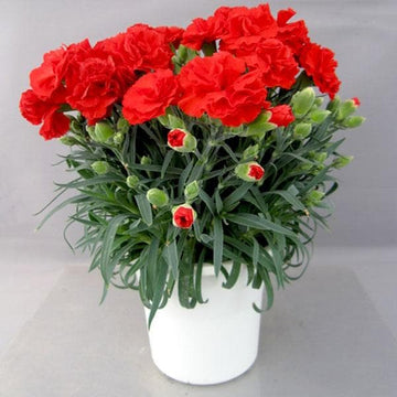 Carnation Red Flower seeds for Planting - Premium Quality, Heirloom & GMO Free Seeds for Home Garden