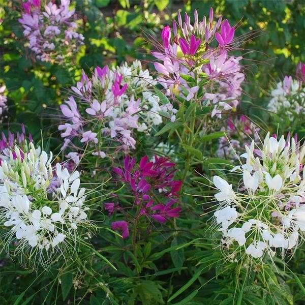Cleome Cleome hassleriana Flower Seeds for Planting in Garden and Flower Bed