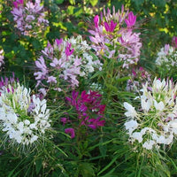 Cleome Cleome hassleriana Flower Seeds for Planting in Garden and Flower Bed