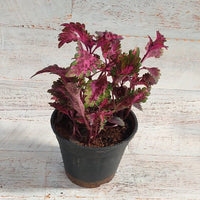Maroon Coleus Flower seeds for Planting Colorful Display Heirloom & GMO Free Seeds for Home Garden