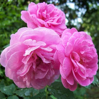 Heirloom Damask Rose Flower seeds for Planting - Bright Blooms, Heirloom & GMO Free Seeds for Home Garden