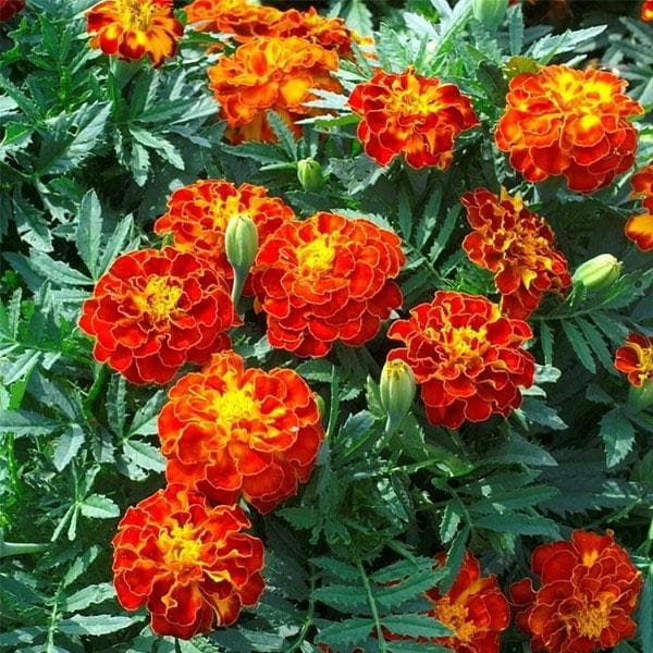 Heirloom French Marigold Flower seeds for Planting Wildflower Mix Heirloom & GMO Free Seeds for Home Garden