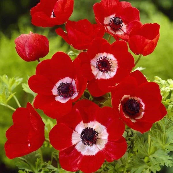 Red Anemone Flower seeds for Planting - Bright Blooms, Heirloom & GMO Free Seeds for Home Garden