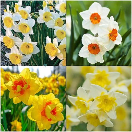 Blue Yellow Daffodil Flower Seeds for Planting Bright Blooms Heirloom & GMO Free Seeds for Home Garden
 
 Sale