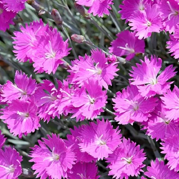 Pink Dianthus Caryophyllus Flower seeds for Planting - Perfect for Borders, Heirloom & GMO Free Seeds for Home Garden