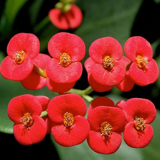 Red Succulent Flower Seeds for Planting – Easy to Grow Heirloom & NonGMO Seeds for Home Garden
 
 Sale