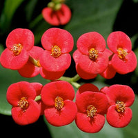 Red Succulent Flower Seeds for Planting – Easy to Grow Heirloom & NonGMO Seeds for Home Garden
 
 Sale
