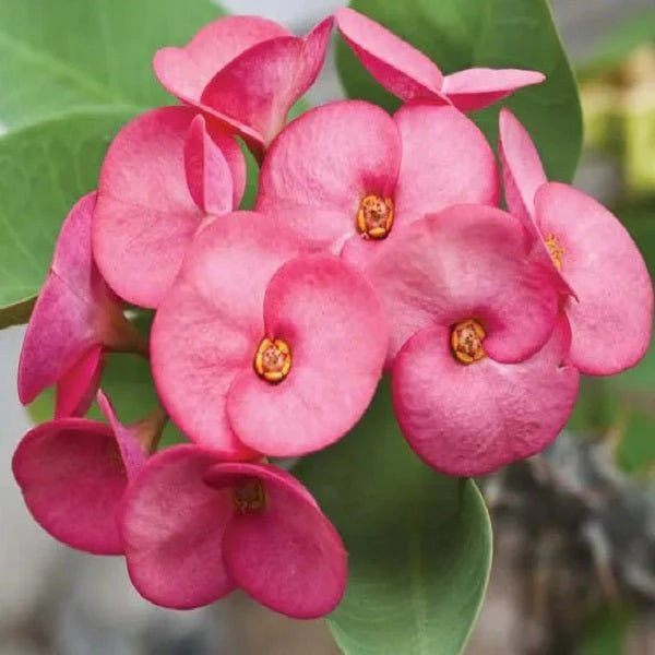 Euphorbia Flower seeds for Planting - Perfect for Borders, Heirloom & GMO Free Seeds for Home Garden