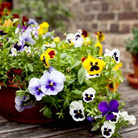 White Violet Pansy Flower Seeds for Planting – Heirloom NonGMO Organic Garden Seeds with High Germination
 
 Sale