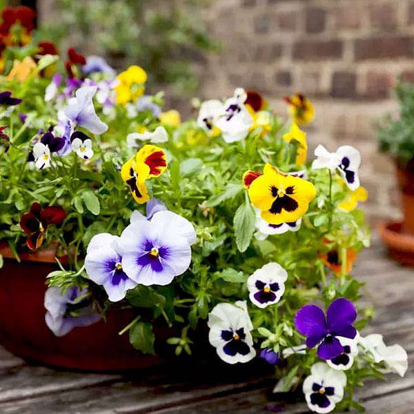 Halloween Mix Pansy Seeds for Planting flower bed
