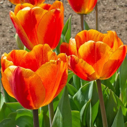 Orange Tulip Flower seeds for Planting - Easy to Grow, Heirloom & GMO Free Seeds for Home Garden