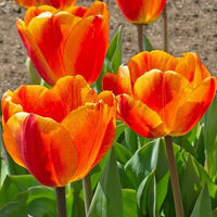 Orange Tulip Flower seeds for Planting - Easy to Grow, Heirloom & GMO Free Seeds for Home Garden