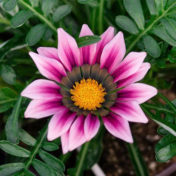 Violet Rigens Flower seeds for Planting - Wildflower Mix, Heirloom & GMO Free Seeds for Home Garden