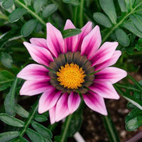 Pink Yellow Gazania Flower seeds for Planting Premium Quality Heirloom & GMO Free Seeds for Home Garden 
 
 Sale