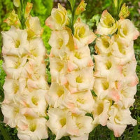 Cream Gladiolus Flower Seeds for Planting Fragrant Blossoms Heirloom & GMO Free Seeds for Home Garden
 
 Sale