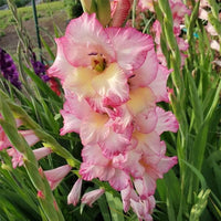 Yellow Pink Gladiolus Flower Seeds for Planting – Perfect for Borders Heirloom & NonGMO Seeds for Home Garden
 
 Sale