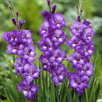 Blue Gladiolus Flower seeds for Planting Compact Growth Heirloom & GMO Free Seeds for Home Garden