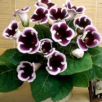 Black White Gloxinia Flower seeds for Planting - Hardy Variety, Heirloom & GMO Free Seeds for Home Garden