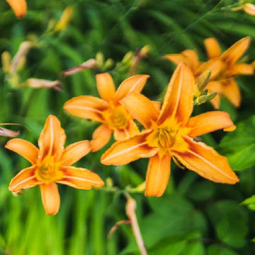 Orange Hemerocallis Flower seeds for Planting Wildflower Mix Heirloom & GMO Free Seeds for Home Garden