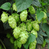 Green Hop Flower Seeds for Planting  and Gardening