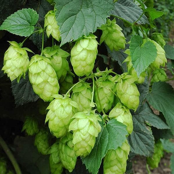 Green Hop Flower Seeds for Planting  and Gardening