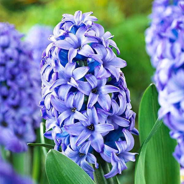 Hyacinths Flower seeds for Planting Compact Growth Heirloom & GMO Free Seeds for Home Garden 
 
 Sale