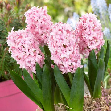 Light Pink Hyacinth Flower seeds for Planting - Easy to Grow, Heirloom & GMO Free Seeds for Home Garden