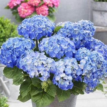 Geranium Flower Seeds for Vibrant Blooms - Easy Planting Guide