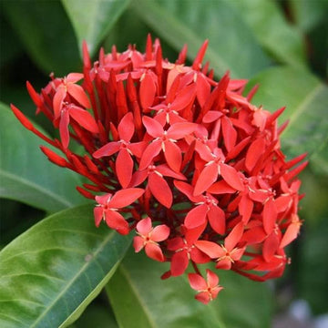 Ixora Flower seeds for Planting - Fragrant Blossoms, Heirloom & GMO Free Seeds for Home Garden