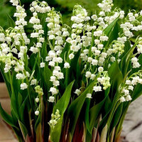 Valley Flower White Planting Seeds: Premium Seeds