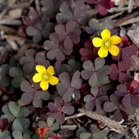 Yellow Brown Oxalis Flower Seeds for Planting Cut Flower Favorite Heirloom & GMO Free Seeds for Home Garden
 
 Sale