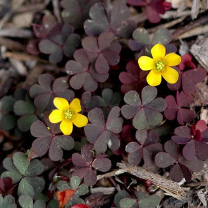 Yellow Brown Oxalis Flower Seeds for Planting Cut Flower Favorite Heirloom & GMO Free Seeds for Home Garden
 
 Sale