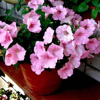 Baby Pink Petunia Hybrida Flower seeds for Planting - Garden Favorite, Heirloom & GMO Free Seeds for Home Garden