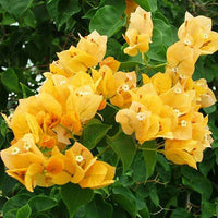 Dark Yellow Bougainvillea Flower Seeds for Planting – Drought Tolerant Heirloom & NonGMO Seeds for Home Garden
 
 Sale
