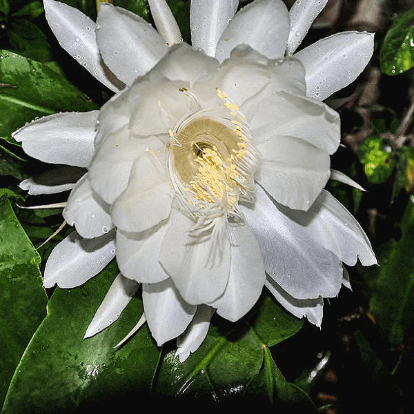 Heirloom Epiphyllum Flower seeds for Planting Drought Tolerant Heirloom & GMO Free Seeds for Home Garden