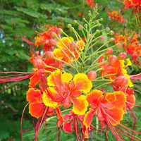 Orange Caesalpinia Flower Seeds Flower seeds for Planting Hardy Variety Heirloom & GMO Free Seeds for Home Garden