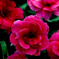 Deep Pink Carnation Flower seeds for Planting Cut Flower Favorite Heirloom & GMO Free Seeds for Home Garden 
 
 Sale