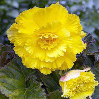 Light Yellow Carnations Flower seeds for Planting - Pollinator Friendly, Heirloom & GMO Free Seeds for Home Garden