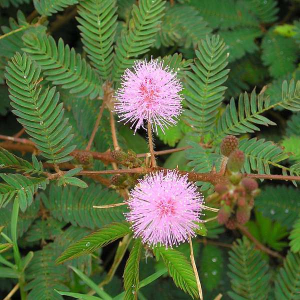 Mimosa Pudica Flower seeds for Planting Drought Tolerant Heirloom & GMO Free Seeds for Home Garden