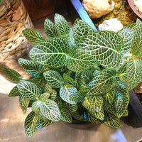 Fittonia Albivenis, White Nerve Flower seeds for Planting - Garden Favorite, Heirloom & GMO Free Seeds for Home Garden
