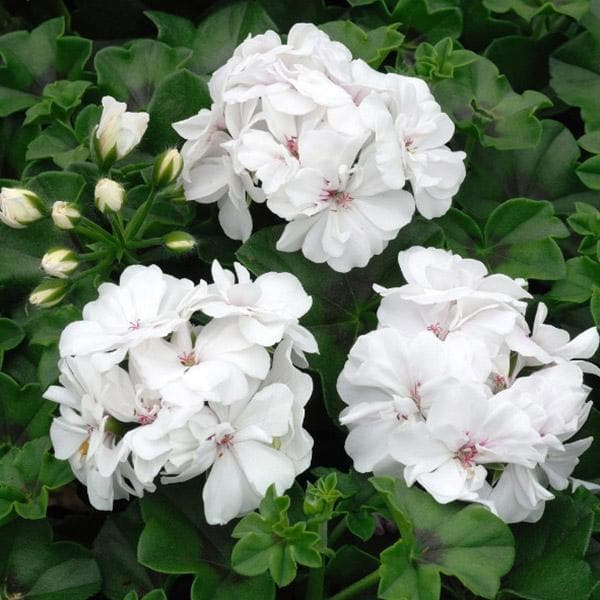 White Pelargonium Flower seeds for Planting - Cottage Garden Essential, Heirloom & GMO Free Seeds for Home Garden