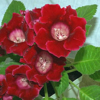 Deep Red Gloxinia Flower seeds for Planting Pollinator Friendly Heirloom & GMO Free Seeds for Home Garden