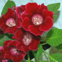 Red Brazilian Gloxinia Flower Seeds for Planting Cut Flower Favorite Heirloom & GMO Free Seeds for Home Garden
 
 Sale