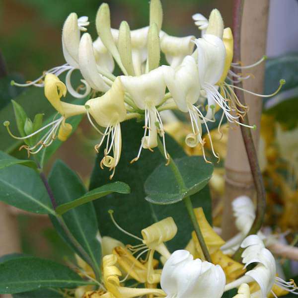 White Cape Honeysuckle Flower seeds for Planting - Vibrant Colors, Heirloom & GMO Free Seeds for Home Garden