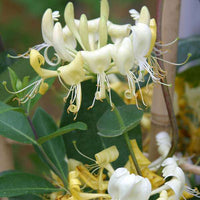 White Cape Honeysuckle Flower seeds for Planting - Vibrant Colors, Heirloom & GMO Free Seeds for Home Garden