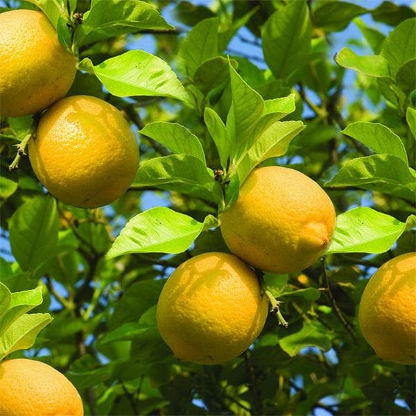 Lemon Fruit Seeds for Easy Planting - Indoor & Outdoor Gardening