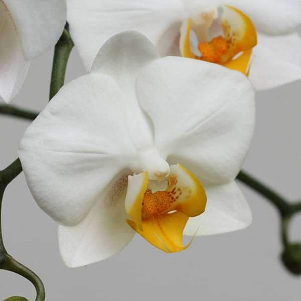 White Orange Orchid Flower seeds for Planting - Cut Flower Favorite, Heirloom & GMO Free0 Seeds for Home Garden