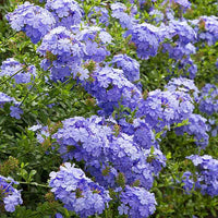 Heirloom Plumbago Flower seeds for Planting Cut Flower Favorite Heirloom & GMO Free Seeds for Home Garden