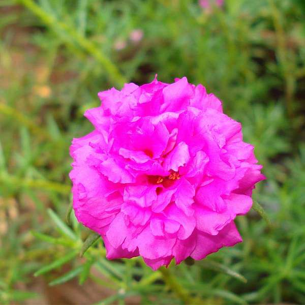 Pink Portulaca Grandiflora Seeds for Planting | Vibrant Annual Flowers