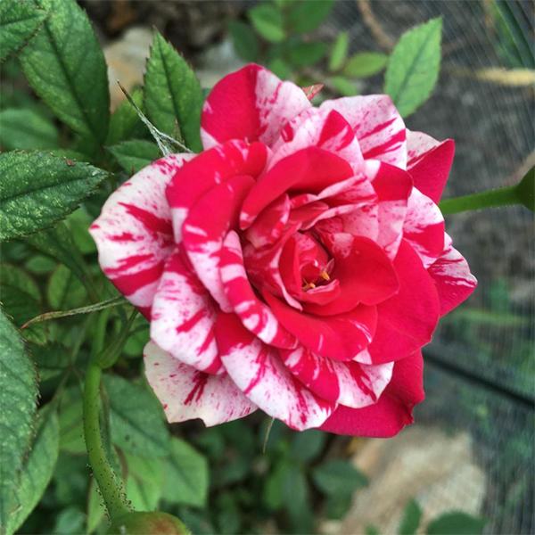 Pink White Stripe Rose Flower seeds for Planting - Colorful Display, Heirloom & GMO Free Seeds for Home Garden